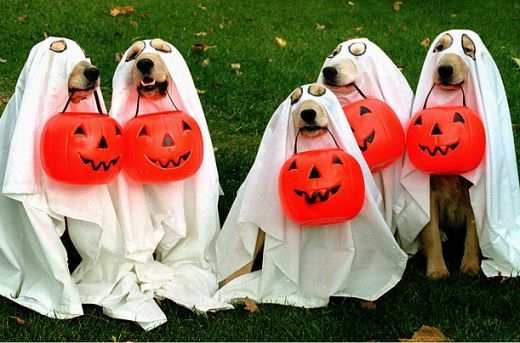 Ghost Dogs
