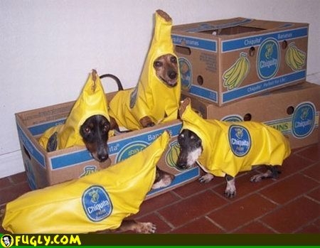Bananas or dogs?
