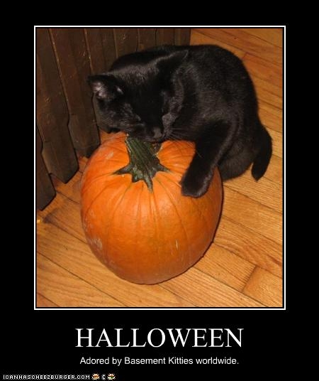 Pumpkin Halloween Black Cat