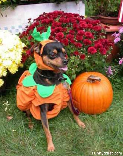 Pumpkin dog
