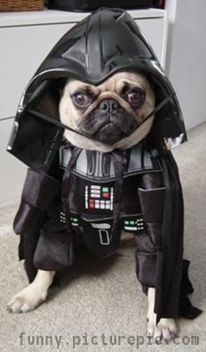 Darth Dog
