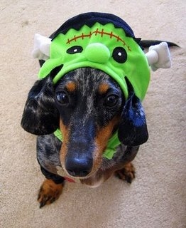 Beware of Frankendog!
