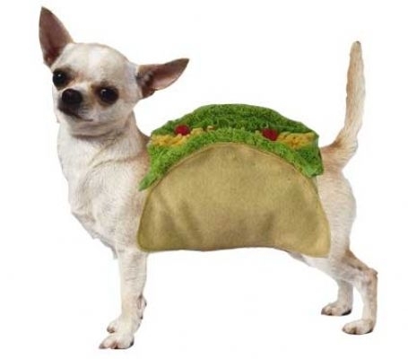 Taco dog
