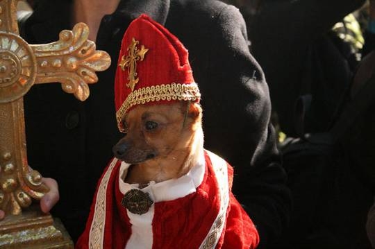 Pope Chihuahua
