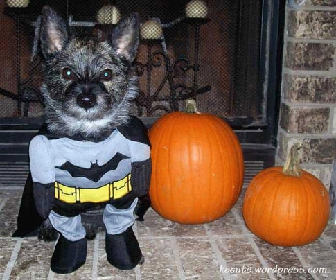 Super Bat Man Dog
