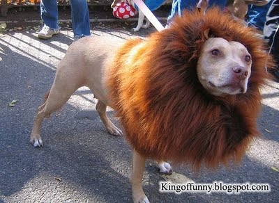 Liondog