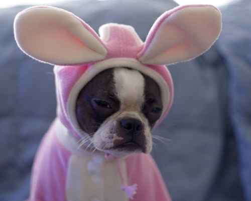 The Easter Puppy

