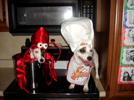 doggie cook doggie lobster

