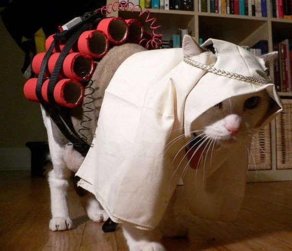 Cat time bomber