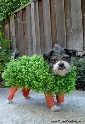 Chia pup 