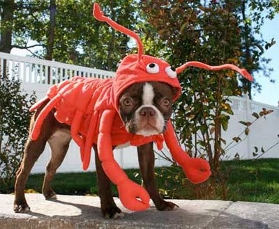 Lobster dog
