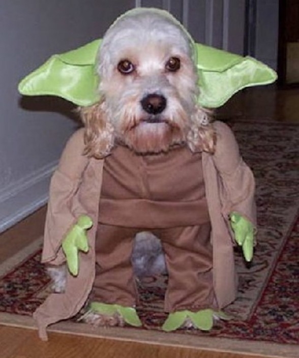 Yoda Dog
