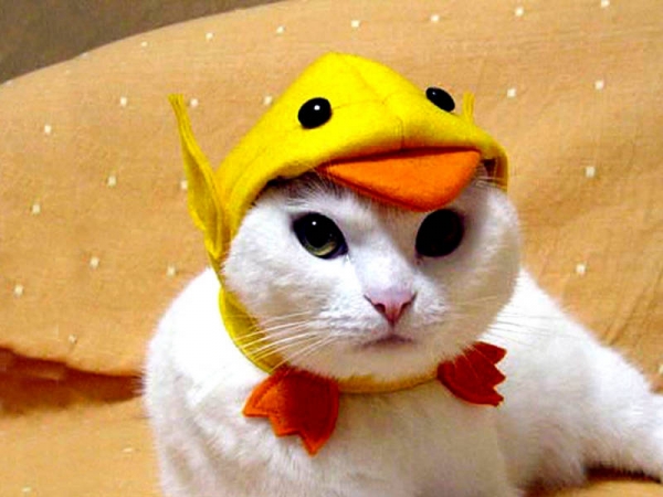 Cat wearing duck hat