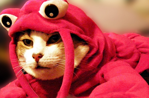 Lobster Cat