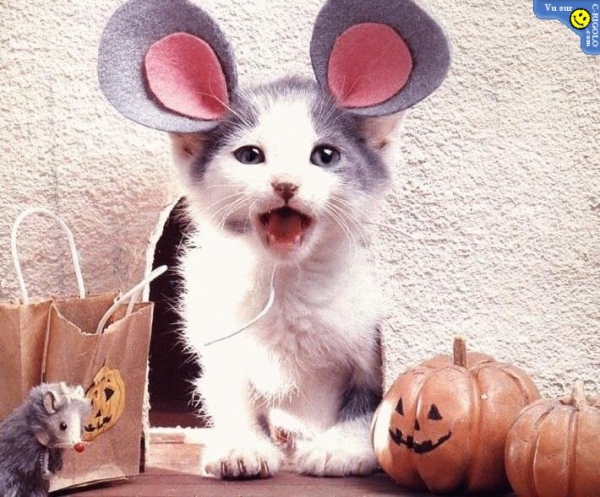 Kitten wearing mouse ears