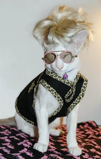 Stylish Cat