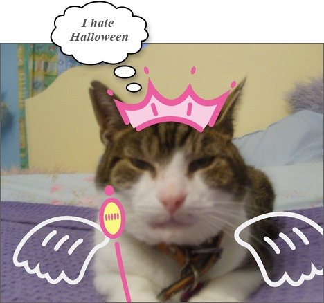 Squinting cat with Princess Tiara