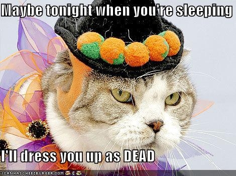 Clockwork Orange Kitty