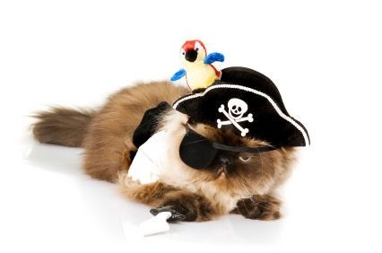 Pirate Cat