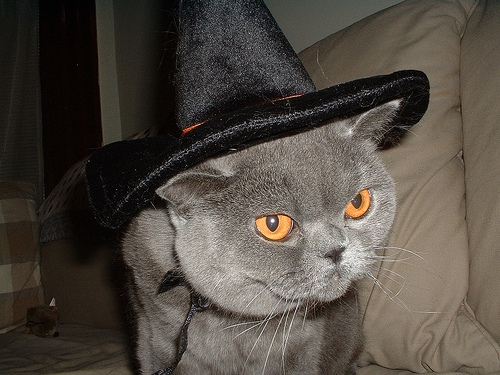 Cat in Witch Hat