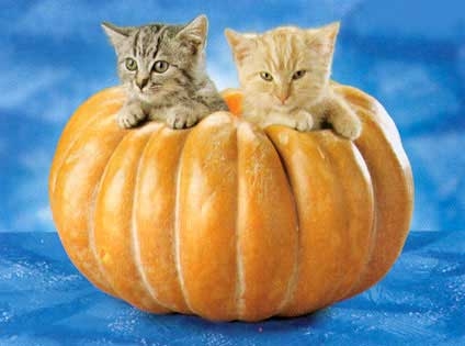 Pumpkin Kitties