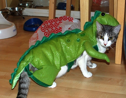 Cat wearing dinosaur costume