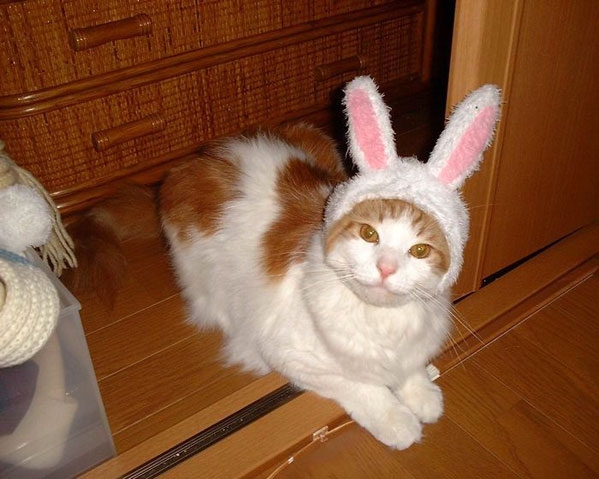 The Easter Cat