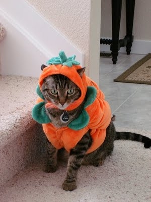 Pumpkin Cat