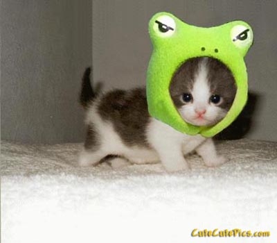 Kitten With Silly Hat