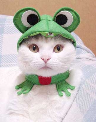 Cat wearing keroppi hat