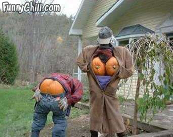 Look at Them Pumpkins