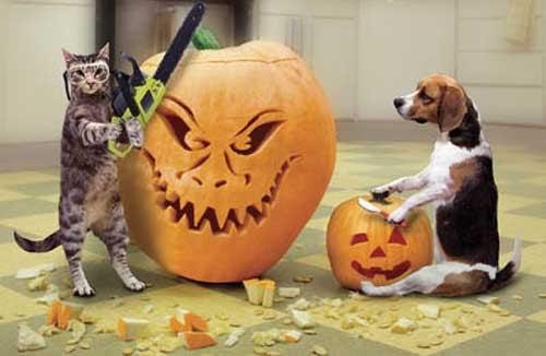 Dog and Cat Carving Pumpkins