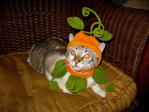 A  beautiful cat with an artificial leaf