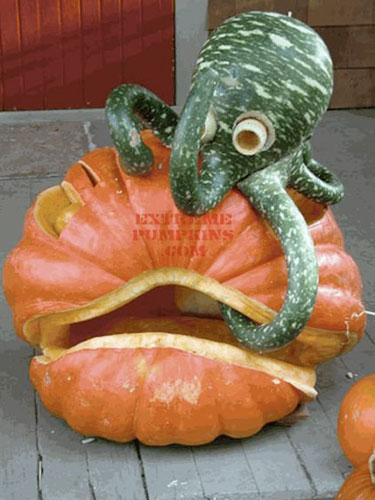 Pumpkins Carved as Octopus and Seashell for Halloween