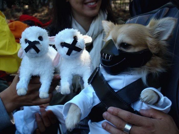 Dogs in Star Wars Character Halloween Costumes