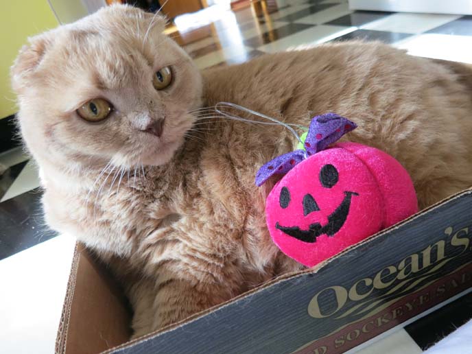 Cat Got A Cute Present for Halloween