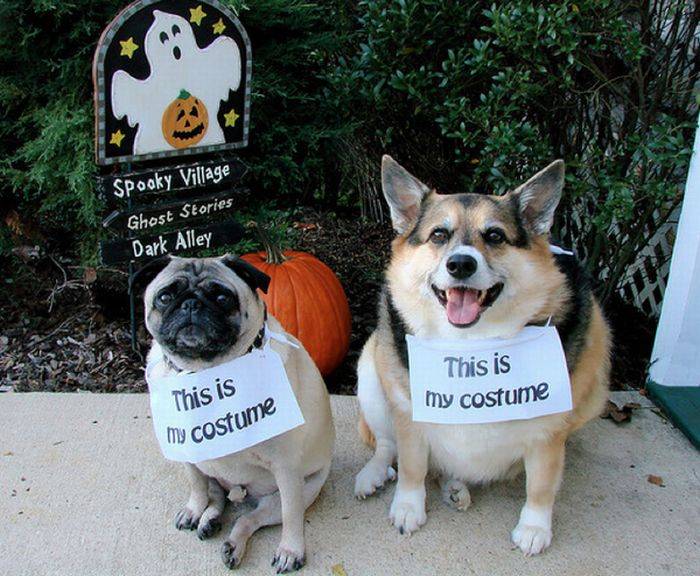 Dogs Got Tricked at Halloween