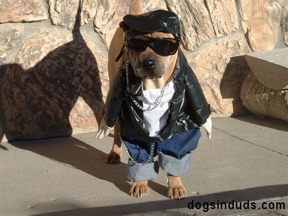 This Dog is The Gangster of Halloween