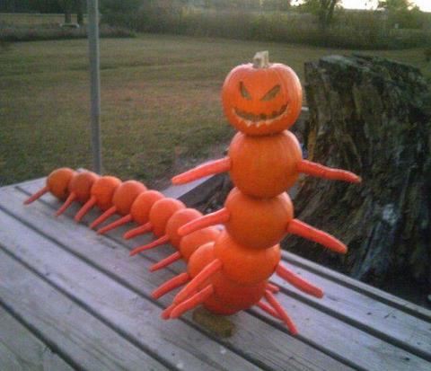 Nice Bug Made With Pumpkin