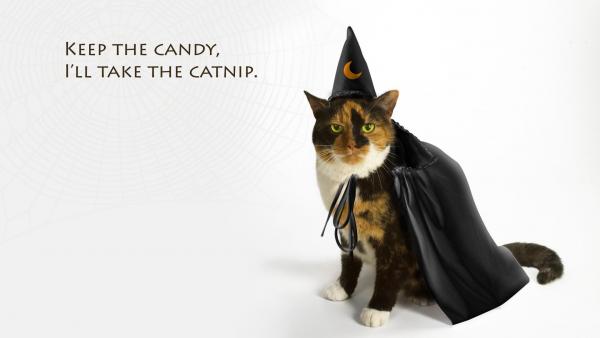 Cat Wearing Witch Costume