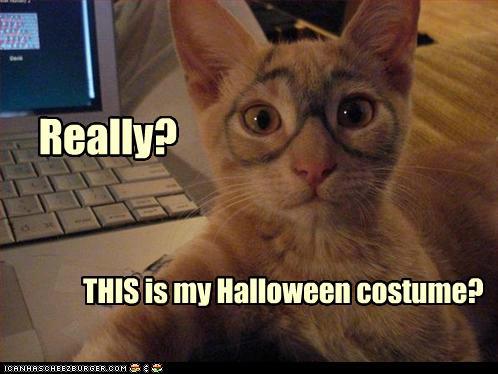 Cute little Cat Upset With His Halloween Costume