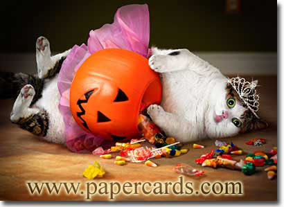Cat Got Loaded With Candies