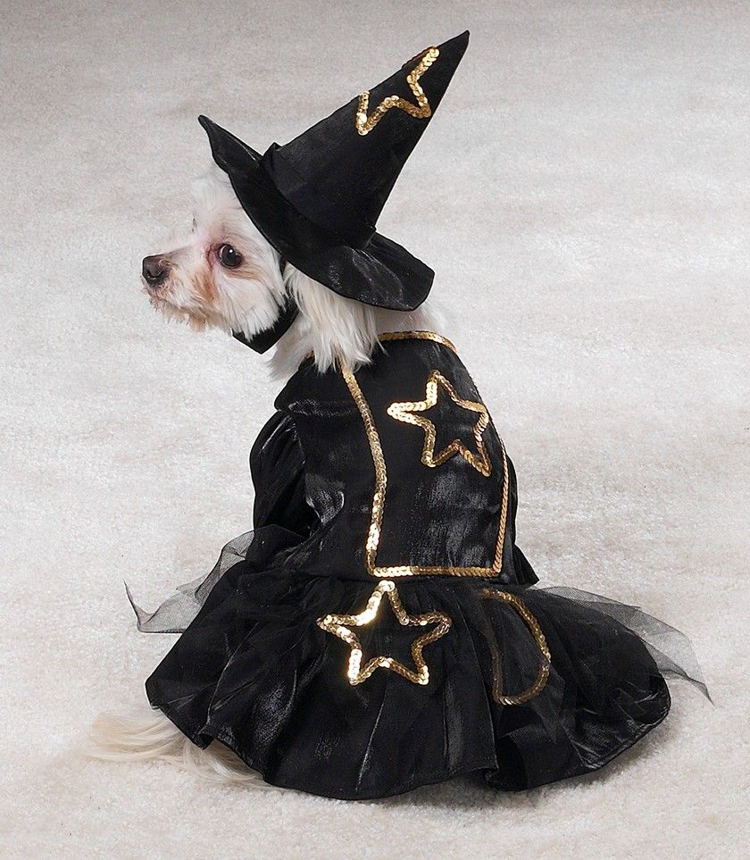 Cute Doggy in a Witchy Costume