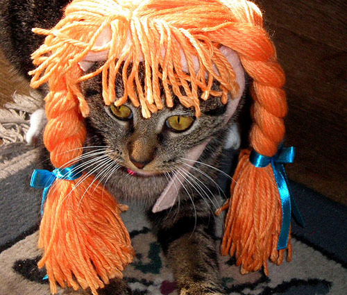 Cat Seems Confused With It's Funny Wig