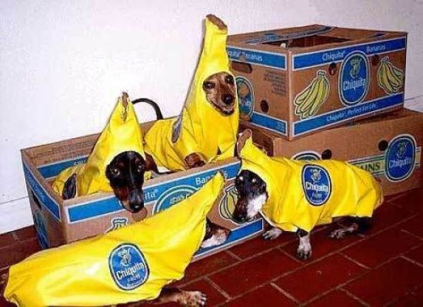 Dogs Having Halloween Party in Banana Costume