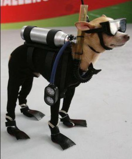 Scuva Diver Dog !!!