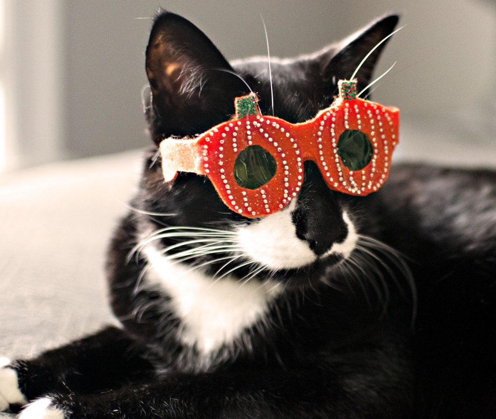 Cat Enjoying It's Cool Shade