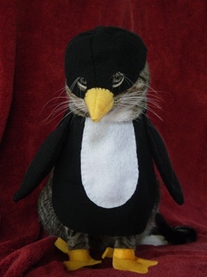 Cat Wears Penguin Costume For Halloween