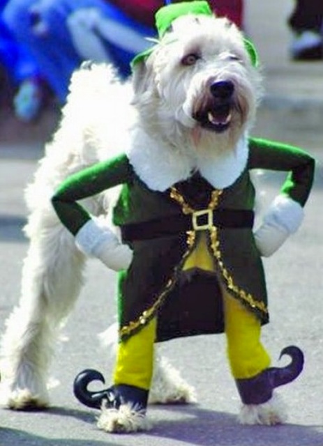 Dog in Really Funny Halloween Costume