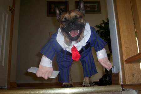 Dog in Businessman Suit Tie Costume